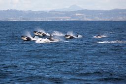 Orca Pod